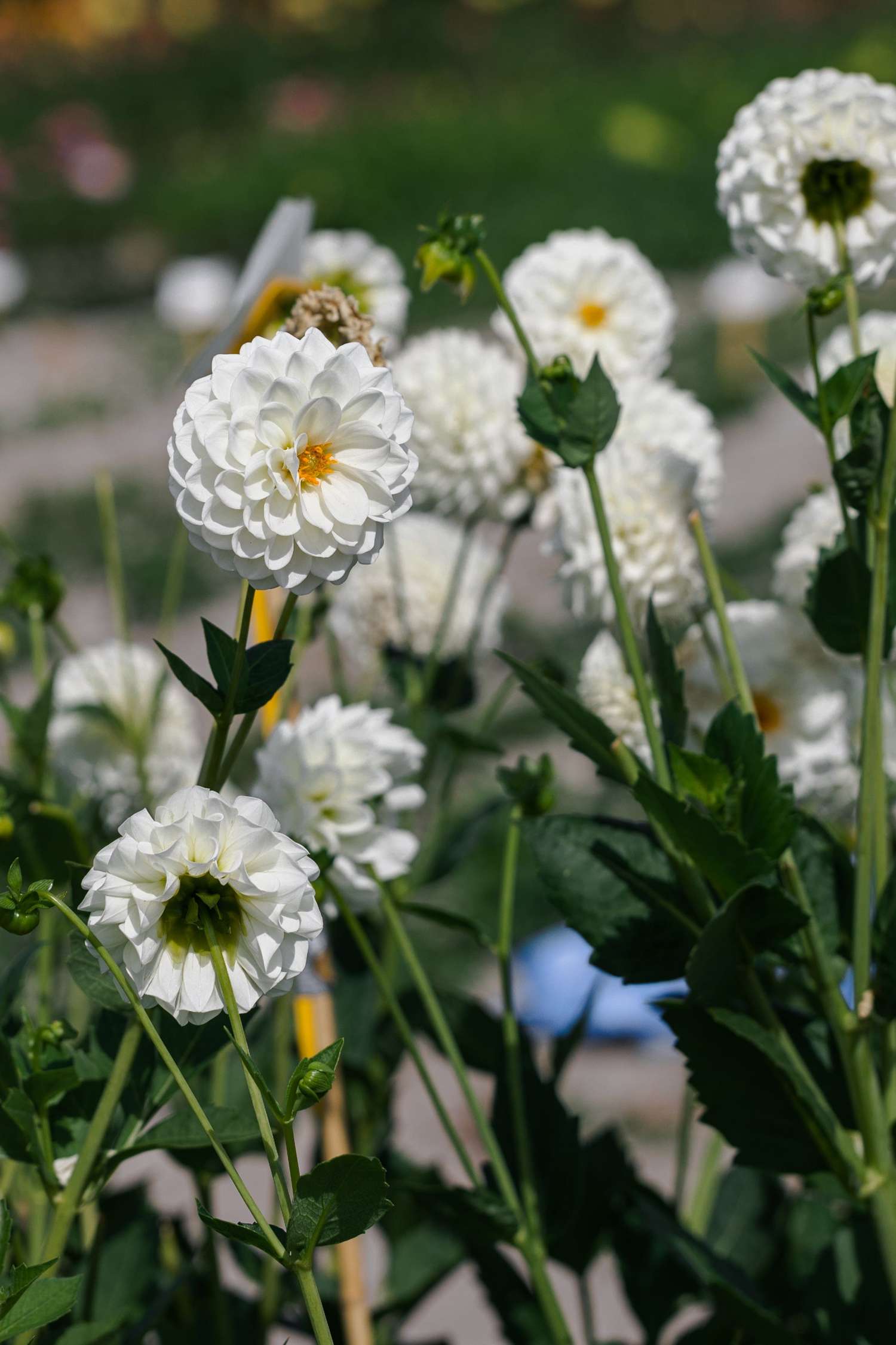 Dahlia 'Boom Boom White'